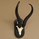Springbok antelope trophy Skull trophy HL 35 cm on trophy shield 88.6.104