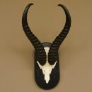 Springbok antelope trophy Skull trophy HL 35 cm on trophy shield 88.6.104