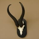 Springbok antelope trophy Skull trophy HL 35 cm on trophy shield 88.6.104
