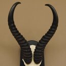 Springbok antelope trophy Skull trophy HL 35 cm on trophy shield 88.6.104