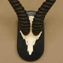 Springbok antelope trophy Skull trophy HL 35 cm on trophy shield 88.6.104