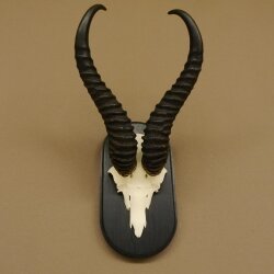 Springbok antelope trophy Skull trophy HL 35 cm on trophy shield 88.6.104