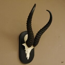 Springbok antelope trophy Skull trophy HL 35 cm on trophy shield 88.6.104