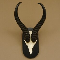 Springbok antelope trophy Skull trophy HL 35 cm on trophy shield 88.6.104