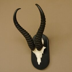 Springbok antelope trophy Skull trophy HL 35 cm on trophy shield 88.6.104