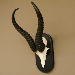 Springbok antelope trophy Skull trophy HL 35 cm on trophy shield 88.6.104