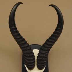Springbok antelope trophy Skull trophy HL 35 cm on trophy shield 88.6.104
