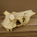 Rothirschschädel (ohne Geweih) AF 3,5 x 3 cm älter echter Schädel Skelette Kopf