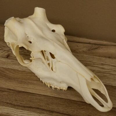 Red deer skull (without antlers) AF 3.9 x 3.4 cm genuine skull skeleton head
