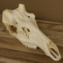 Red deer skull (without antlers) AF 3.9 x 3.4 cm genuine skull skeleton head