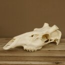 Red deer skull (without antlers) AF 3.9 x 3.4 cm genuine skull skeleton head