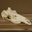 Red deer skull (without antlers) AF 3.9 x 3.4 cm genuine skull skeleton head