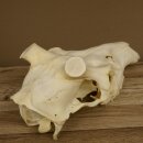 Red deer skull (without antlers) AF 3.9 x 3.4 cm genuine skull skeleton head