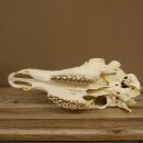 Red deer skull (without antlers) AF 3.9 x 3.4 cm genuine skull skeleton head