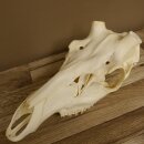 Red deer skull (without antlers) AF 3.9 x 3.4 cm genuine skull skeleton head