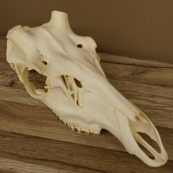 Red deer skull (without antlers) AF 3.9 x 3.4 cm genuine skull skeleton head