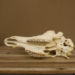 Red deer skull (without antlers) AF 3.9 x 3.4 cm genuine skull skeleton head