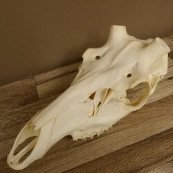Red deer skull (without antlers) AF 3.9 x 3.4 cm genuine skull skeleton head