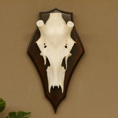 Rothirschschädel (ohne Geweih) AF 3,1 x 2,6 cm echter Schädel Skelette Kopf Trophäenschild