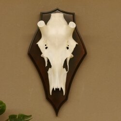 Rothirschschädel (ohne Geweih) AF 3,1 x 2,6 cm echter Schädel Skelette Kopf Trophäenschild