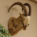 Siberian ibex head specimen Head and shoulder specimen, height 104 cm, with proof of origin