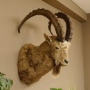 Siberian ibex head specimen Head and shoulder specimen, height 104 cm, with proof of origin