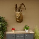 Siberian ibex head specimen Head and shoulder specimen, height 104 cm, with proof of origin