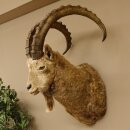Siberian ibex head specimen Head and shoulder specimen, height 104 cm, with proof of origin