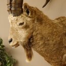 Siberian ibex head specimen Head and shoulder specimen, height 104 cm, with proof of origin