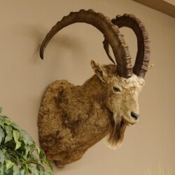 Siberian ibex head specimen Head and shoulder specimen, height 104 cm, with proof of origin