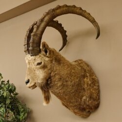 Siberian ibex head specimen Head and shoulder specimen, height 104 cm, with proof of origin