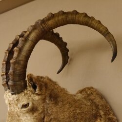 Siberian ibex head specimen Head and shoulder specimen, height 104 cm, with proof of origin