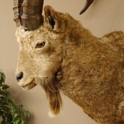 Siberian ibex head specimen Head and shoulder specimen, height 104 cm, with proof of origin