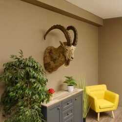Siberian ibex head specimen Head and shoulder specimen, height 104 cm, with proof of origin