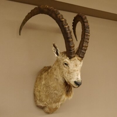 Sibirischer Steinbock Kopfpräparat Kopf Schulter Präparat HL 107 cm mit Herkunftsnachweis