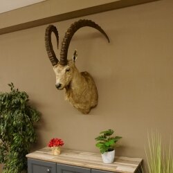 Sibirischer Steinbock Kopfpräparat Kopf Schulter Präparat HL 107 cm mit Herkunftsnachweis