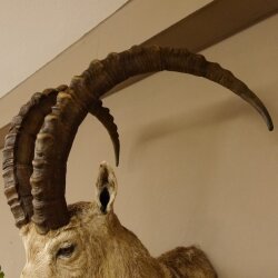 Sibirischer Steinbock Kopfpräparat Kopf Schulter Präparat HL 107 cm mit Herkunftsnachweis