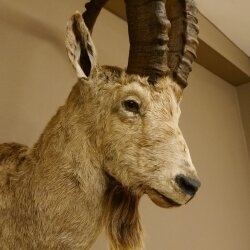 Sibirischer Steinbock Kopfpräparat Kopf Schulter Präparat HL 107 cm mit Herkunftsnachweis