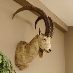 Sibirischer Steinbock Kopfpräparat Kopf Schulter Präparat HL 107 cm mit Herkunftsnachweis