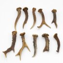 Corna di capriolo 10 pezzi Corna L 10-15 cm lotto Corna...