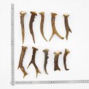 Corna di capriolo 10 pezzi Corna L 10-15 cm lotto Corna...