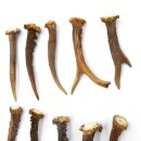 Rehstangen 10 Stück Stangen L 10-15 cm konvolut Gehörne Rehgeweihe Geweih Stange 14.3.129