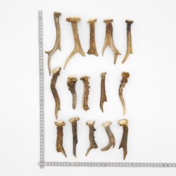 Rehstangen 15 Stück Stangen L 9-20 cm ältere konvolut für Bastler Gehörne Rehgeweihe Geweih Stange 14.3.132