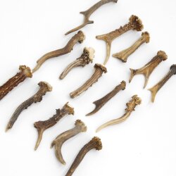 Rehstangen 15 Stück Stangen L 9-20 cm ältere konvolut für Bastler Gehörne Rehgeweihe Geweih Stange 14.3.132