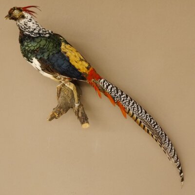 Diamond pheasant Lady Amherst pheasant bird specimen Height 58 cm stuffed animal specimen 90.272.6