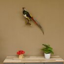 Diamond pheasant Lady Amherst pheasant bird specimen Height 58 cm stuffed animal specimen 90.272.6