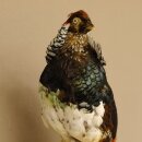 Diamond pheasant Lady Amherst pheasant bird specimen Height 58 cm stuffed animal specimen 90.272.6