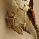 Diamond pheasant Lady Amherst pheasant bird specimen Height 58 cm stuffed animal specimen 90.272.6