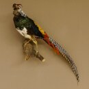 Diamond pheasant Lady Amherst pheasant bird specimen Height 58 cm stuffed animal specimen 90.272.6
