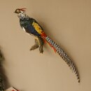 Diamond pheasant Lady Amherst pheasant bird specimen Height 58 cm stuffed animal specimen 90.272.6